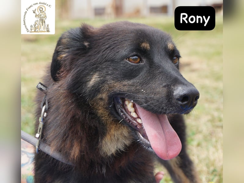 Rony – Kein Draufgänger, sondern ein Freund fürs Leben!