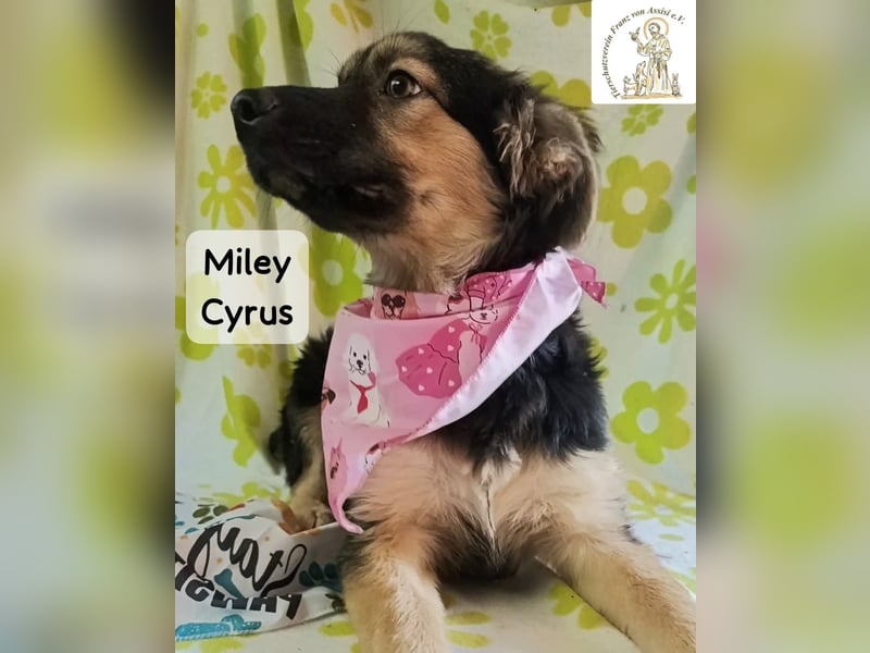 Miley Cyrus – klein, frech und definitiv kein Fan von Langeweile!
