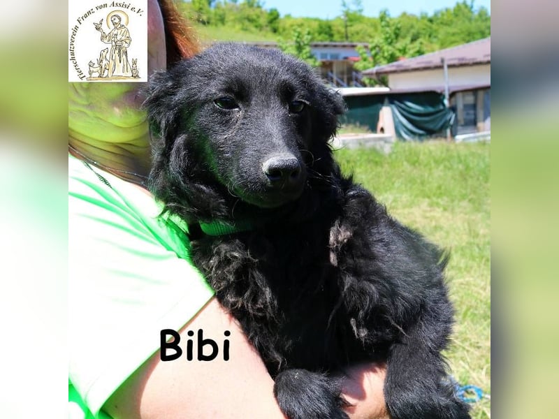 Bibi – nicht laut, nicht wild, aber echt!