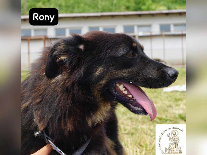 Rony – Kein Draufgänger, sondern ein Freund fürs Leben!