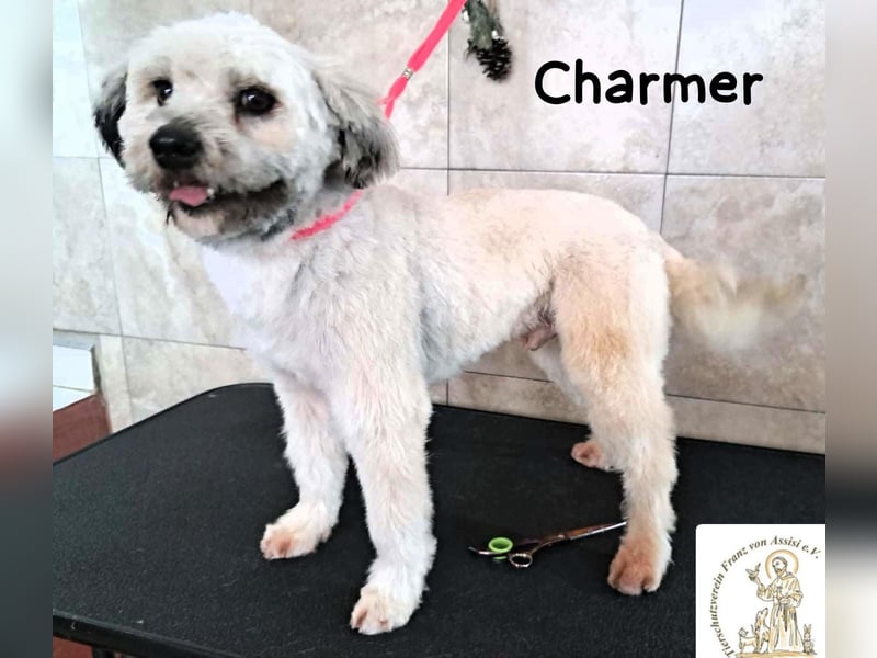 Charmer – ein neues Leben: Schritt für Schritt in Sicherheit!