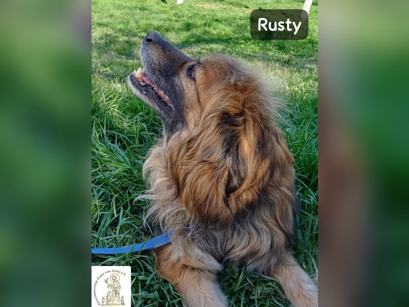 Rusty – Profi im Glücklichsein!