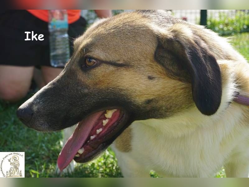 Ike – Lang, lustig, liebenswert – ein Unikat auf vier Pfoten!