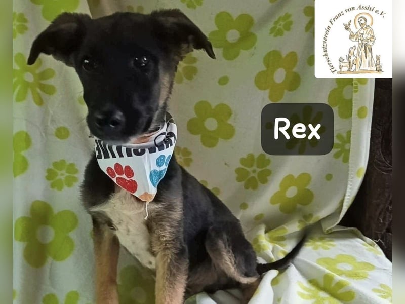 Rex – Das Leben ist kein Sofa, es ist ein Abenteuer!