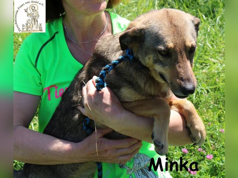 Minka – Kleines Hundemädchen mit einem sanften Herzen!
