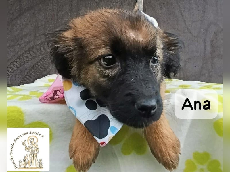 Ana – kleine Pfoten, große Abenteuer im Kopf!