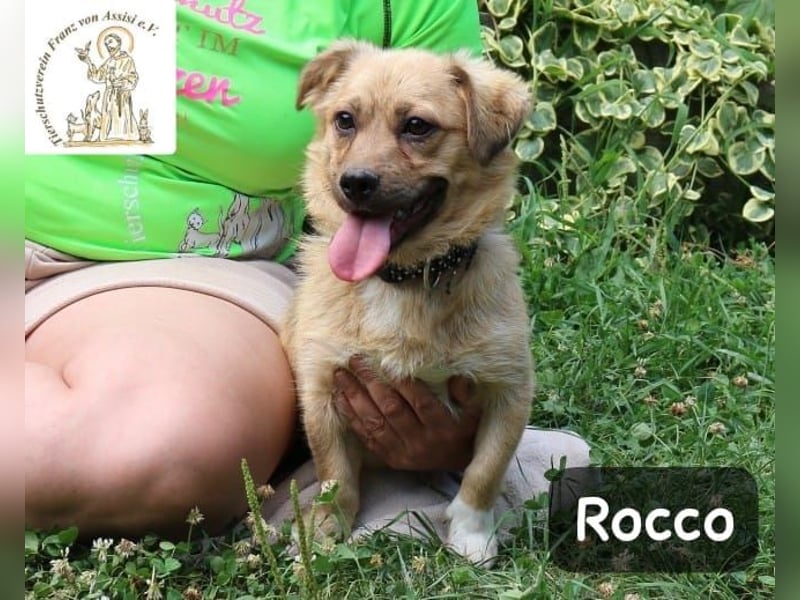 Rocco – das Leben wartet nicht, es will entdeckt werden!