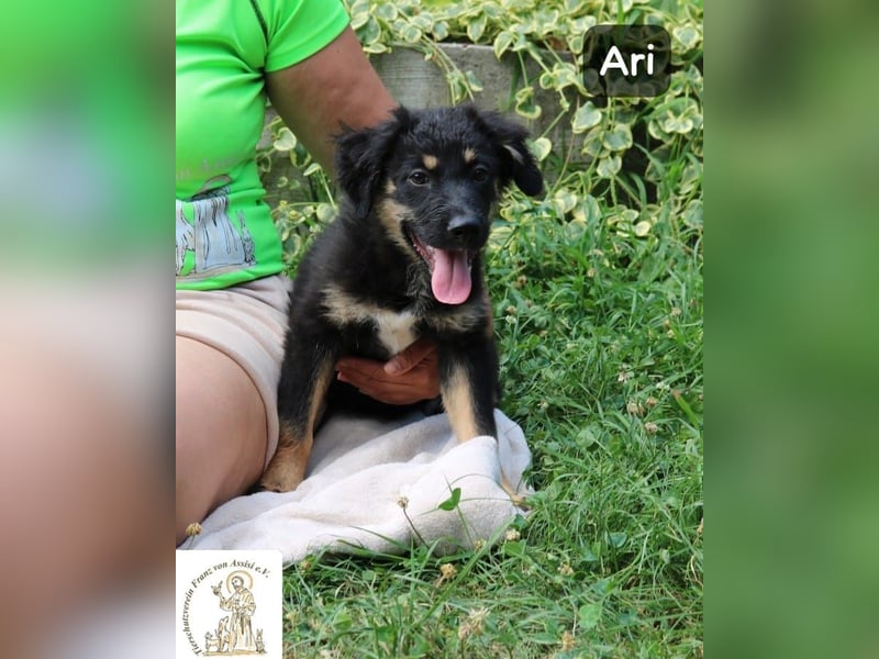 Ari – Kleiner Entdecker sucht großes Glück!