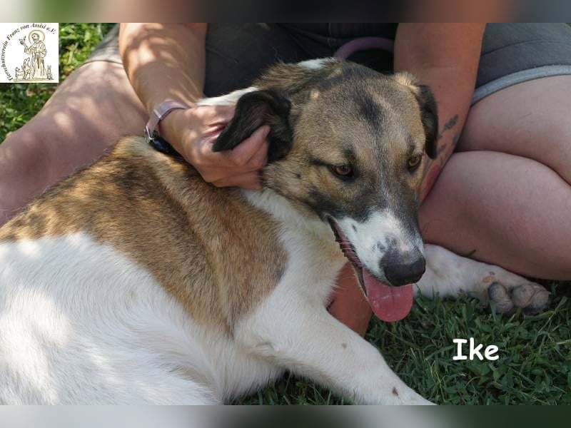 Ike – Lang, lustig, liebenswert – ein Unikat auf vier Pfoten!