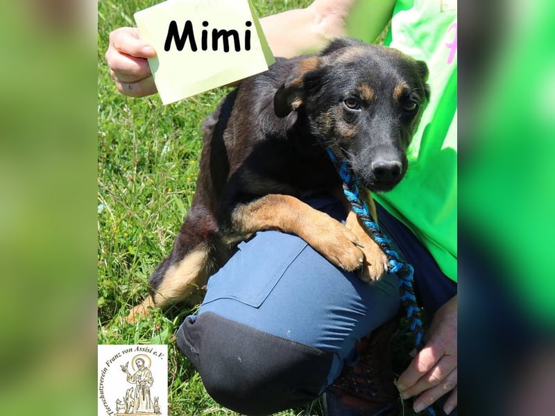 Mimi – Kleiner Wirbelwind auf vier Pfoten!