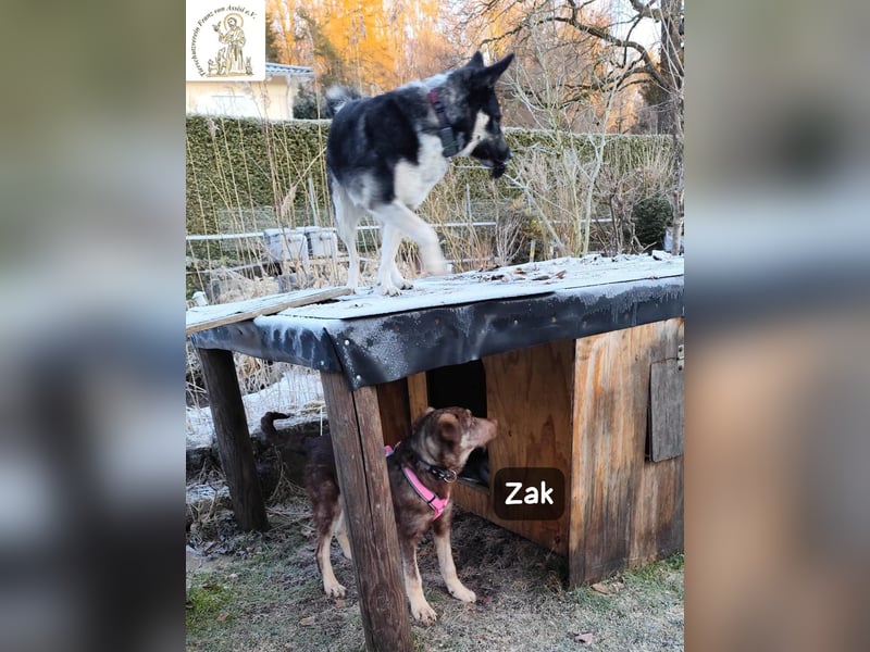 Junger Zak, hübsch, verspielt und lernwillig