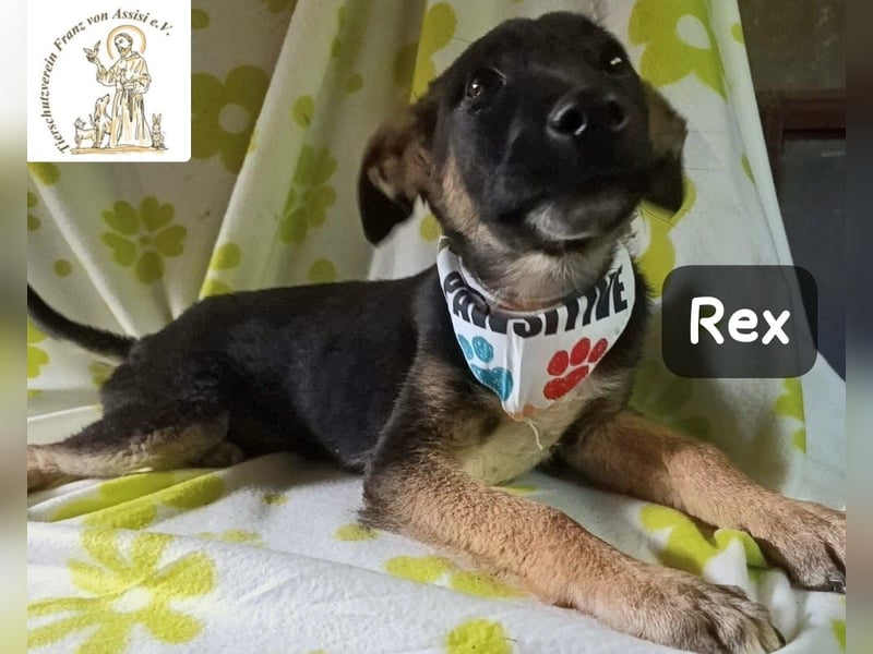 Rex – Das Leben ist kein Sofa, es ist ein Abenteuer!