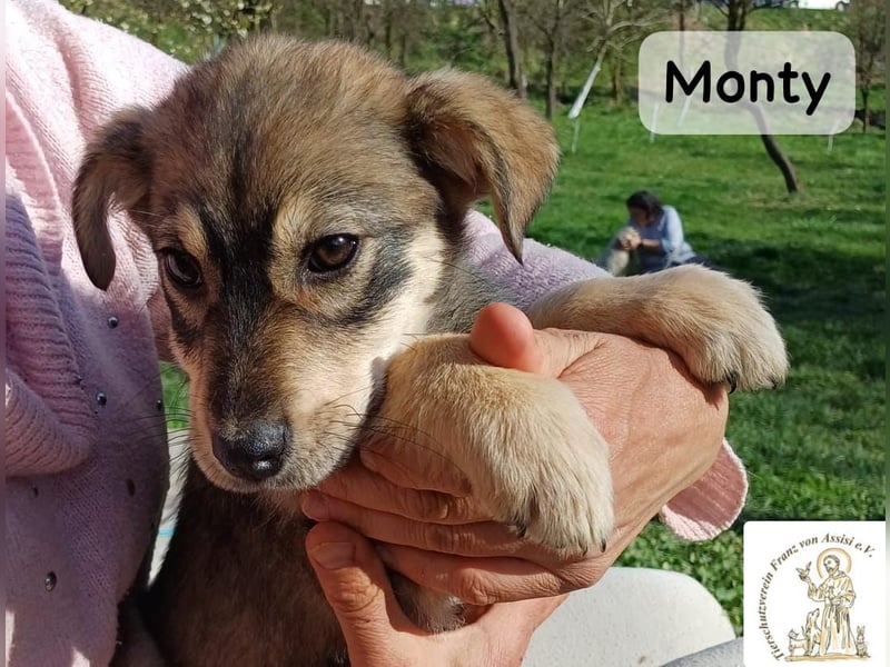 Monty – klein, wild, wunderbar!