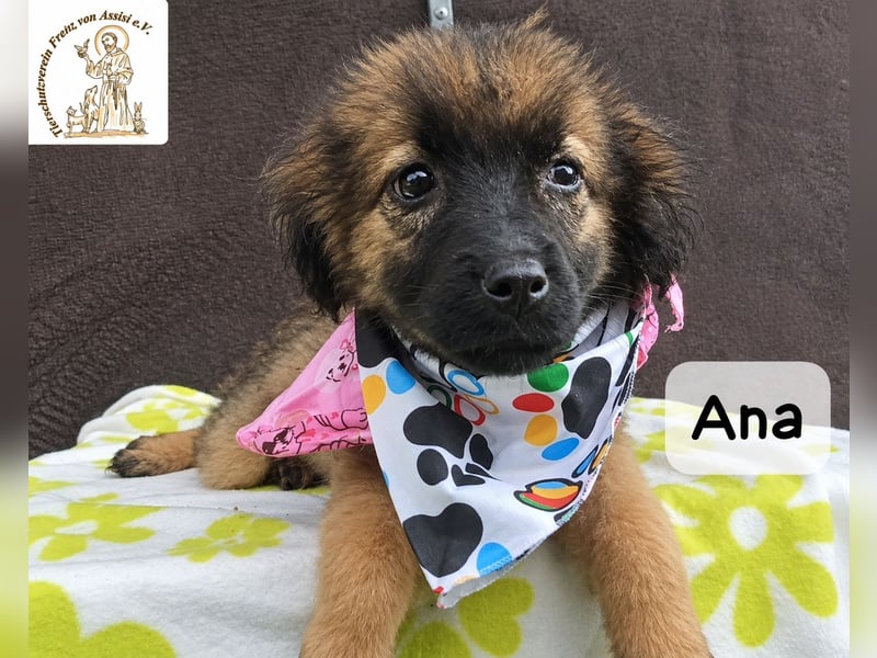 Ana – kleine Pfoten, große Abenteuer im Kopf!