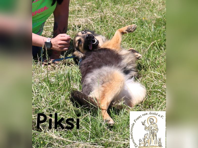 Piksi – ein Energiebündel, das raus will