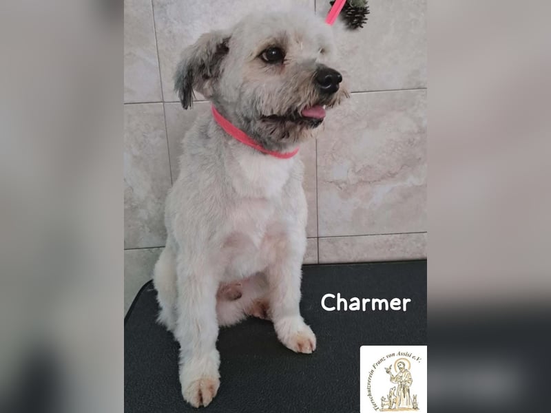 Charmer – ein neues Leben: Schritt für Schritt in Sicherheit!