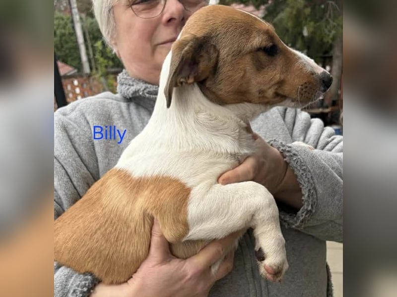 Billy, Jack Russel Mix Baby