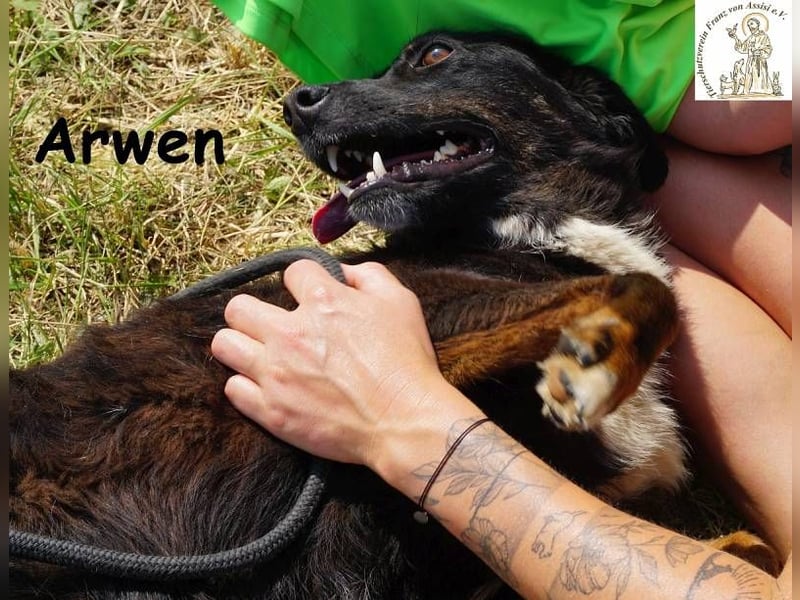 Arwen – Hündin mit Herz sucht Familie mit Verstand