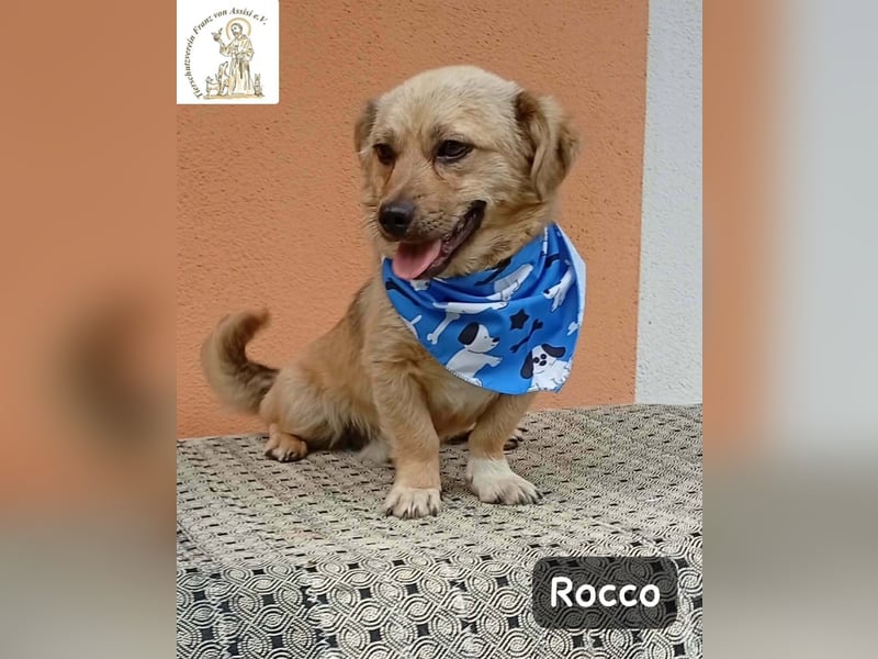Rocco – Das Leben wartet nicht. Es will entdeckt werden!