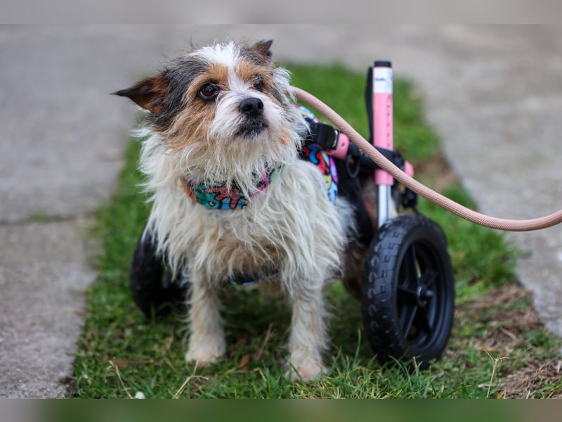 ❤️ Fifi, zauberhaftes Handicap Mädchen
