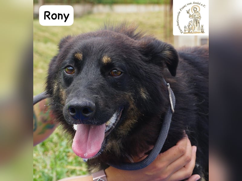 Rony – Kein Draufgänger, sondern ein Freund fürs Leben!
