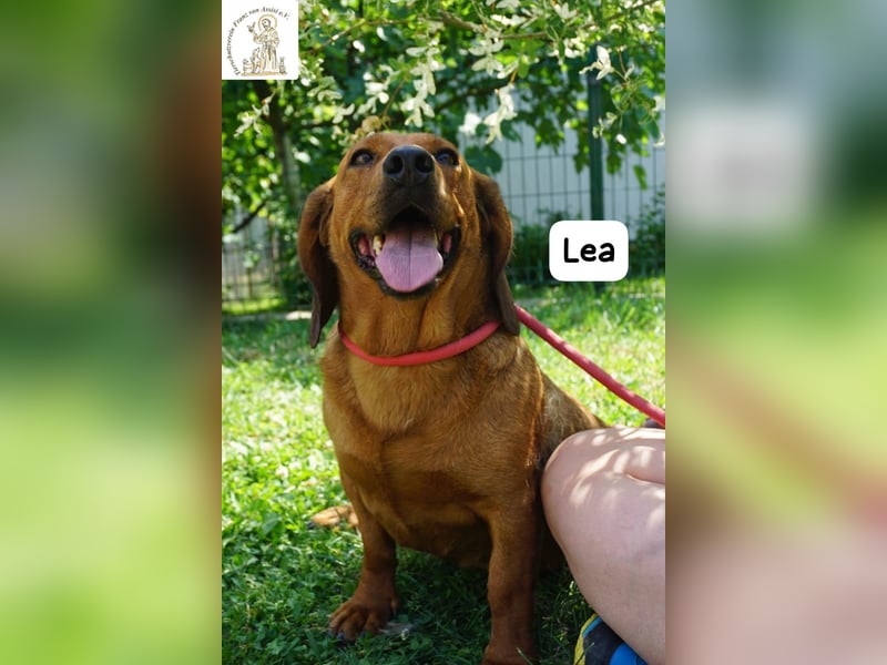 Lea – Bringt keine wilden Abenteuer mit, sondern ein Stück Geborgenheit!