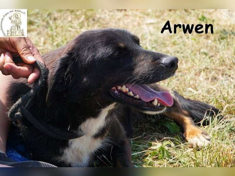Arwen – Hündin mit Herz sucht Familie mit Verstand