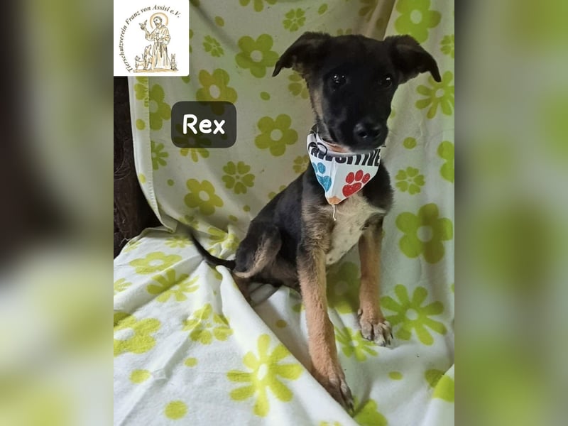 Rex – Das Leben ist kein Sofa, es ist ein Abenteuer!