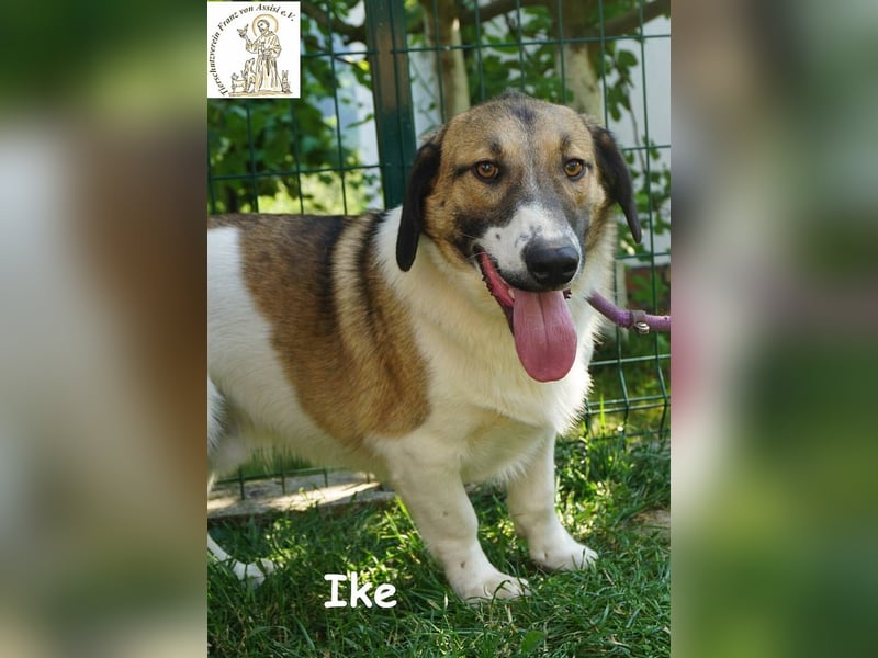 Ike – Lang, lustig, liebenswert – ein Unikat auf vier Pfoten!