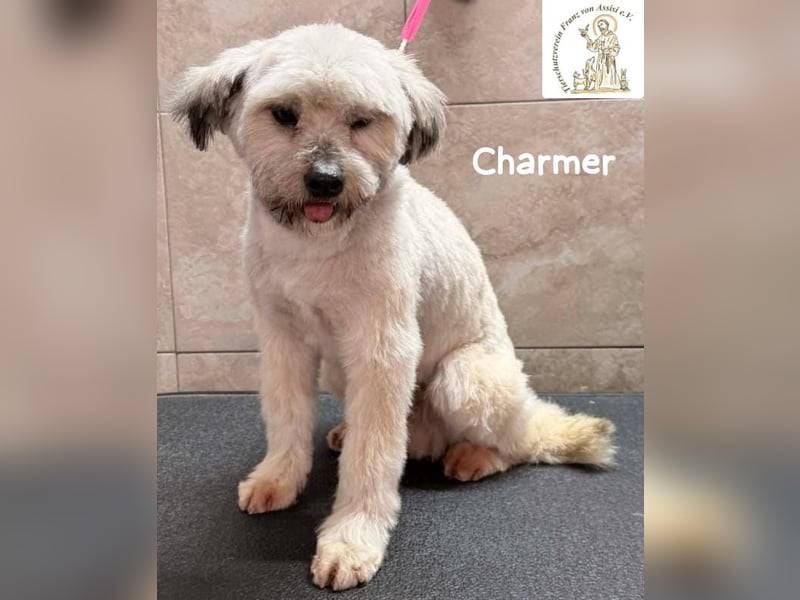 Charmer – ein neues Leben: Schritt für Schritt in Sicherheit!