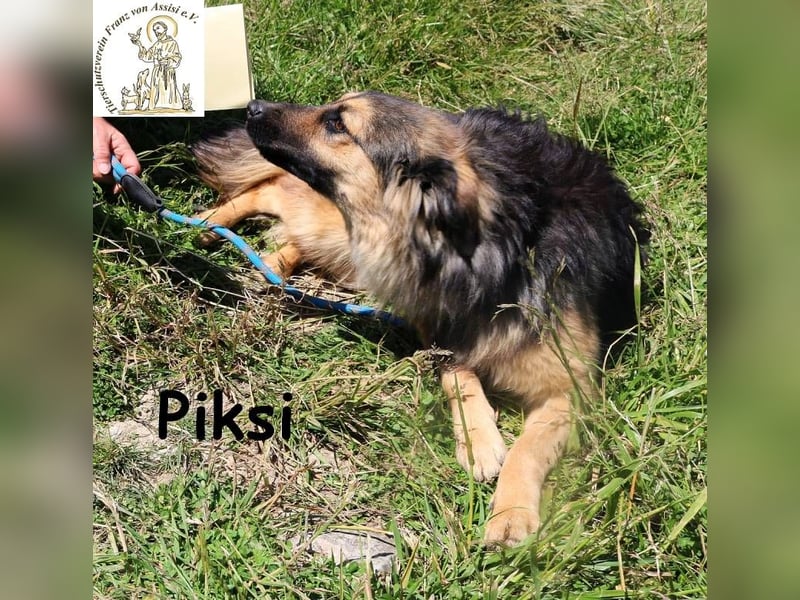 Piksi – ein Energiebündel, das raus will