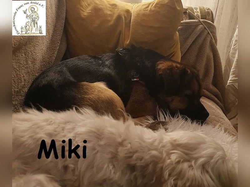 Kleiner Miki hat sein Hundeherz zu verschenken!