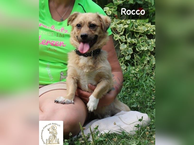 Rocco – klein, charmant und am liebsten mittendrin!
