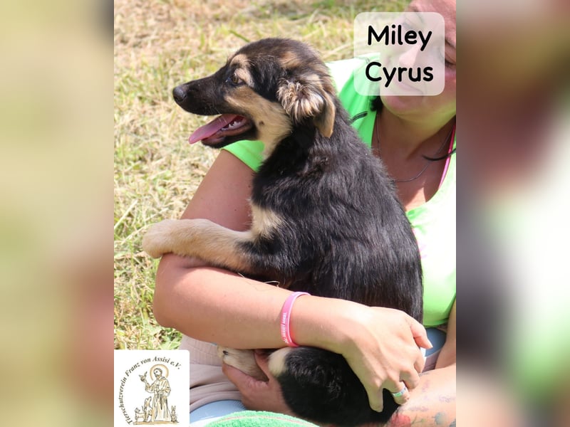 Miley Cyrus – klein, frech und definitiv kein Fan von Langeweile!