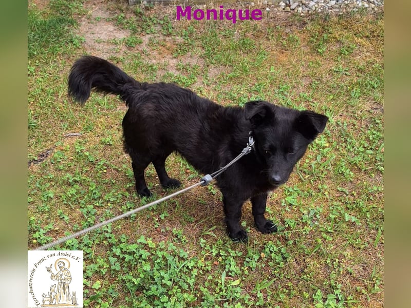 Monique – die schlaue kleine Maus