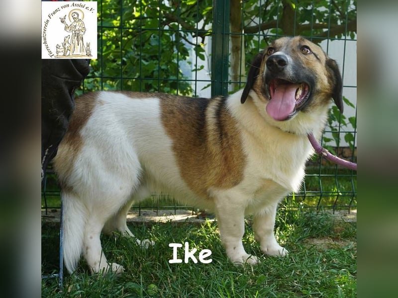 Ike – Lang, lustig, liebenswert – ein Unikat auf vier Pfoten!