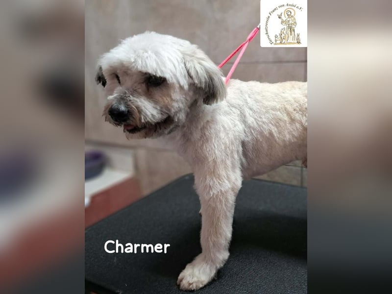 Charmer – ein neues Leben: Schritt für Schritt in Sicherheit!