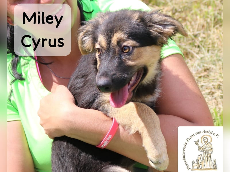 Miley Cyrus – klein, frech und definitiv kein Fan von Langeweile!