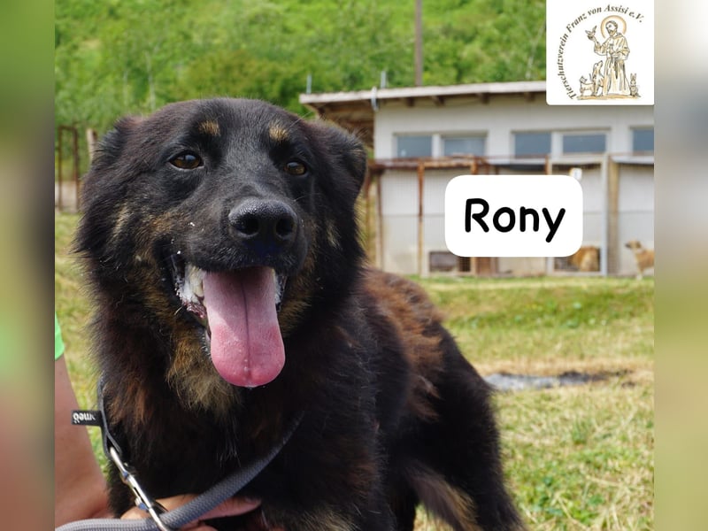 Rony – Kein Draufgänger, sondern ein Freund fürs Leben!