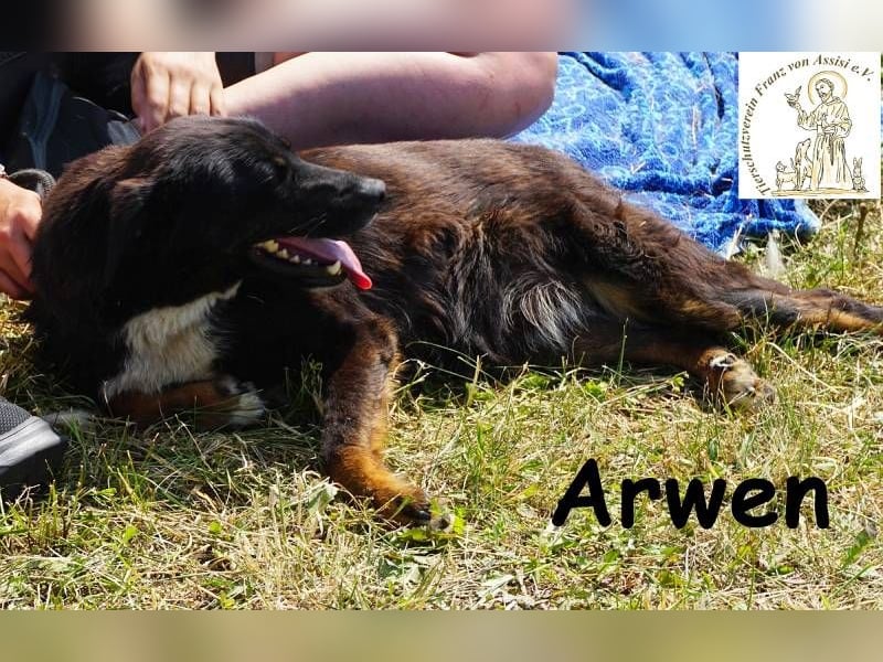 Arwen – Hündin mit Herz sucht Familie mit Verstand