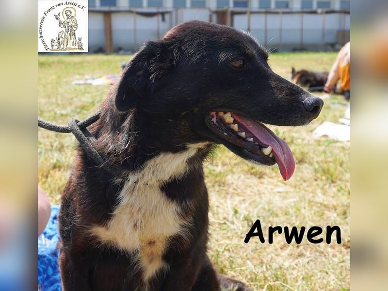 Arwen – Hündin mit Herz sucht Familie mit Verstand