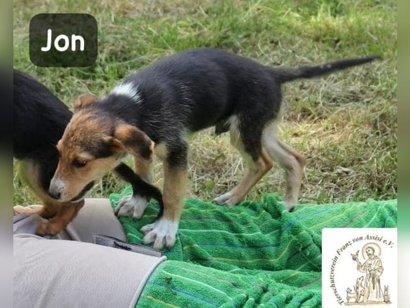 Jon – Kleine Pfoten, große Pläne & ein Herz voller Neugier!