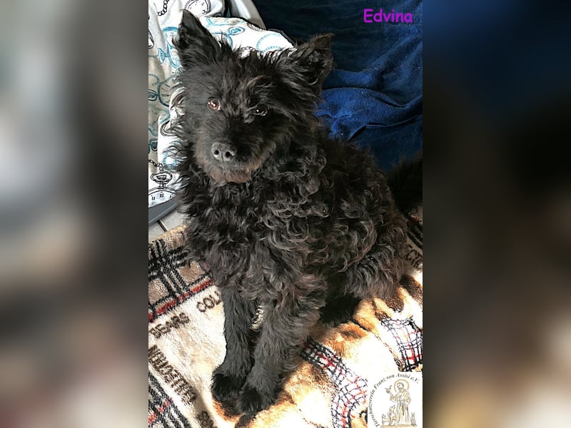 Edvina – die lebensfrohe Junghündin