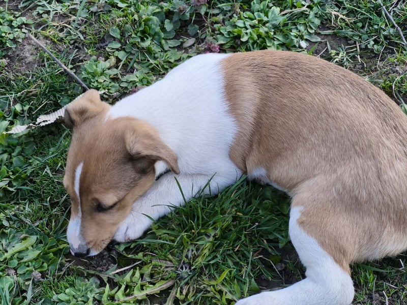 Billy, Jack Russel Mix Baby