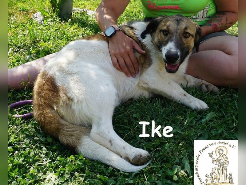 Ike – Lang, lustig, liebenswert – ein Unikat auf vier Pfoten!