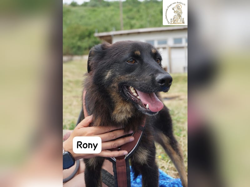 Rony – Kein Draufgänger, sondern ein Freund fürs Leben!