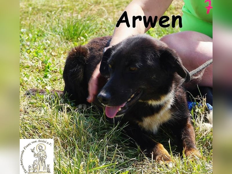 Arwen – Hündin mit Herz sucht Familie mit Verstand