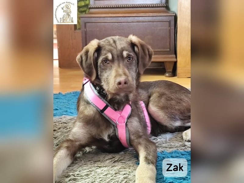 Junger Zak, hübsch, verspielt und lernwillig