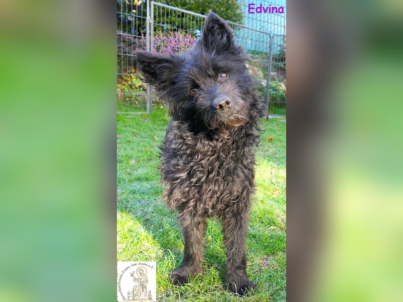 Edvina – die lebensfrohe Junghündin