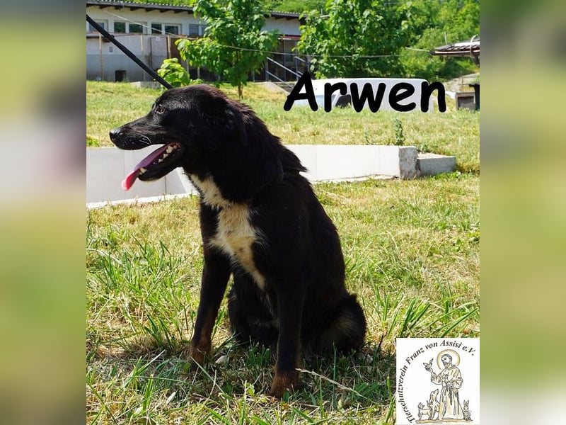 Arwen – Hündin mit Herz sucht Familie mit Verstand